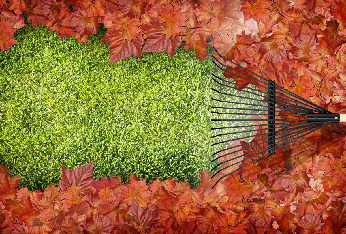 dreamstime_xxl_15607231-160920-57e19a70df8e2 Cleaning in the autumn and winter. What to look for